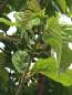 Preview: Maulbeere: fruchtloser Maulbeerbaum