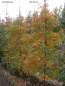Preview: Wald-Tupelobaum