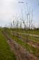 Preview: Apfel Ontario