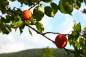 Preview: Aprikose Orangered