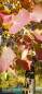 Preview: Pappel: Zitter-Pappel
