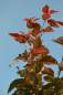 Preview: Zierkirsche: Royal Burgundy, rotlaubig