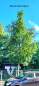 Preview: Eiche: Ungarische Eiche