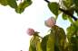 Preview: Quitte: Wudonia (Apfelquitte)