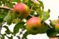 Preview: Apfel: Rote Sternrenette