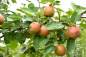 Preview: Apfel: Roter Boskoop