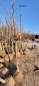 Preview: Aprikose: Rouge de Roussillon