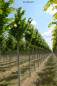 Preview: Linde: Sommerlinde