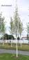 Preview: Stadtulme