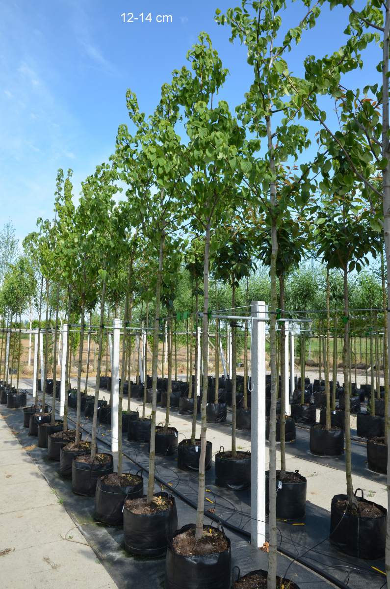 Taubenbaum/Taschentuchbaum