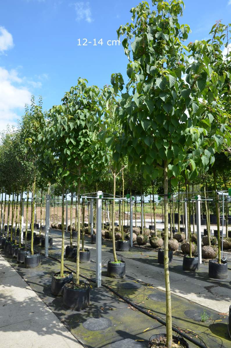 Taubenbaum/Taschentuchbaum