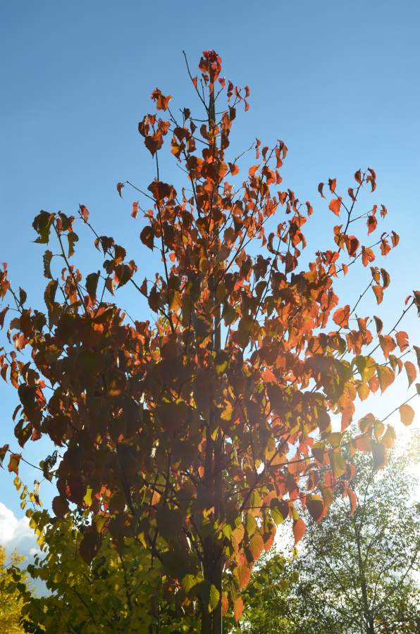 Taubenbaum/Taschentuchbaum