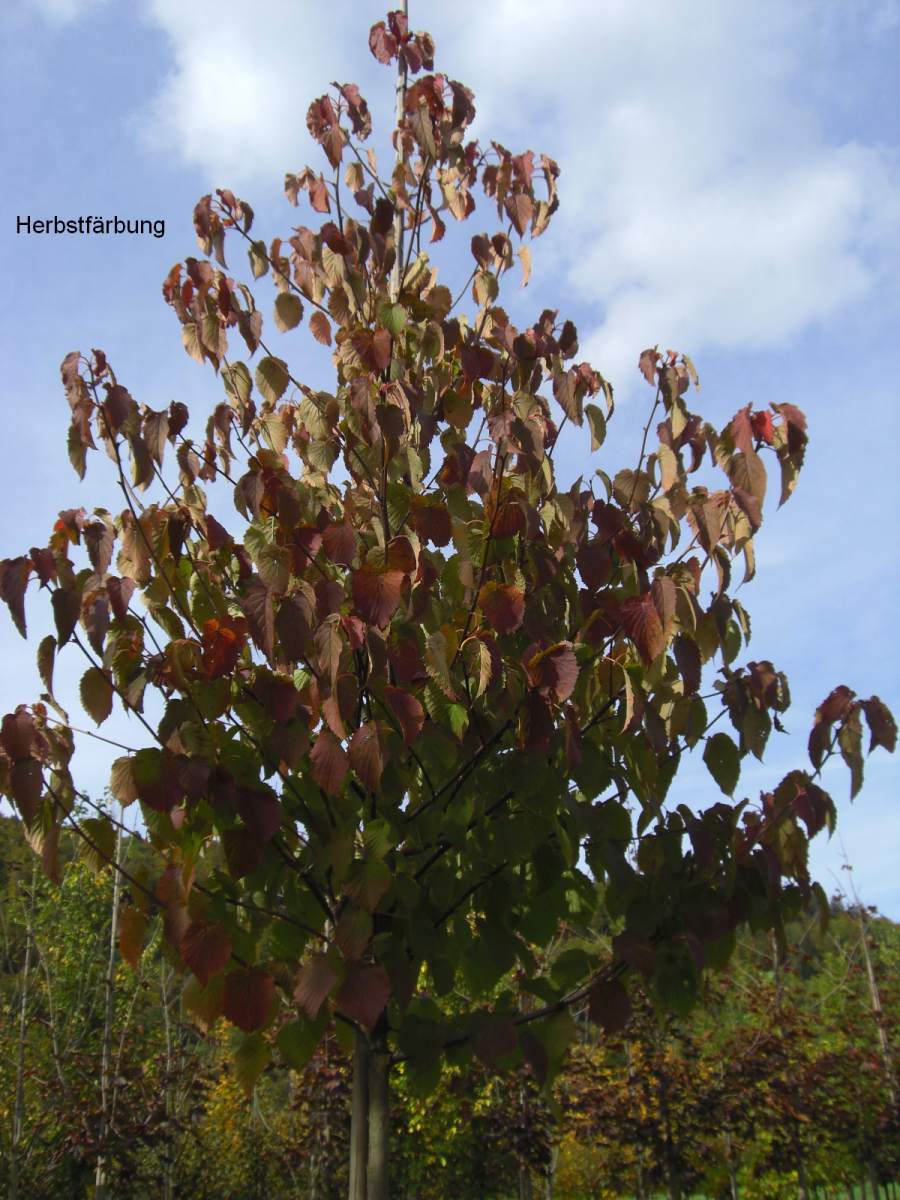 Taubenbaum/Taschentuchbaum