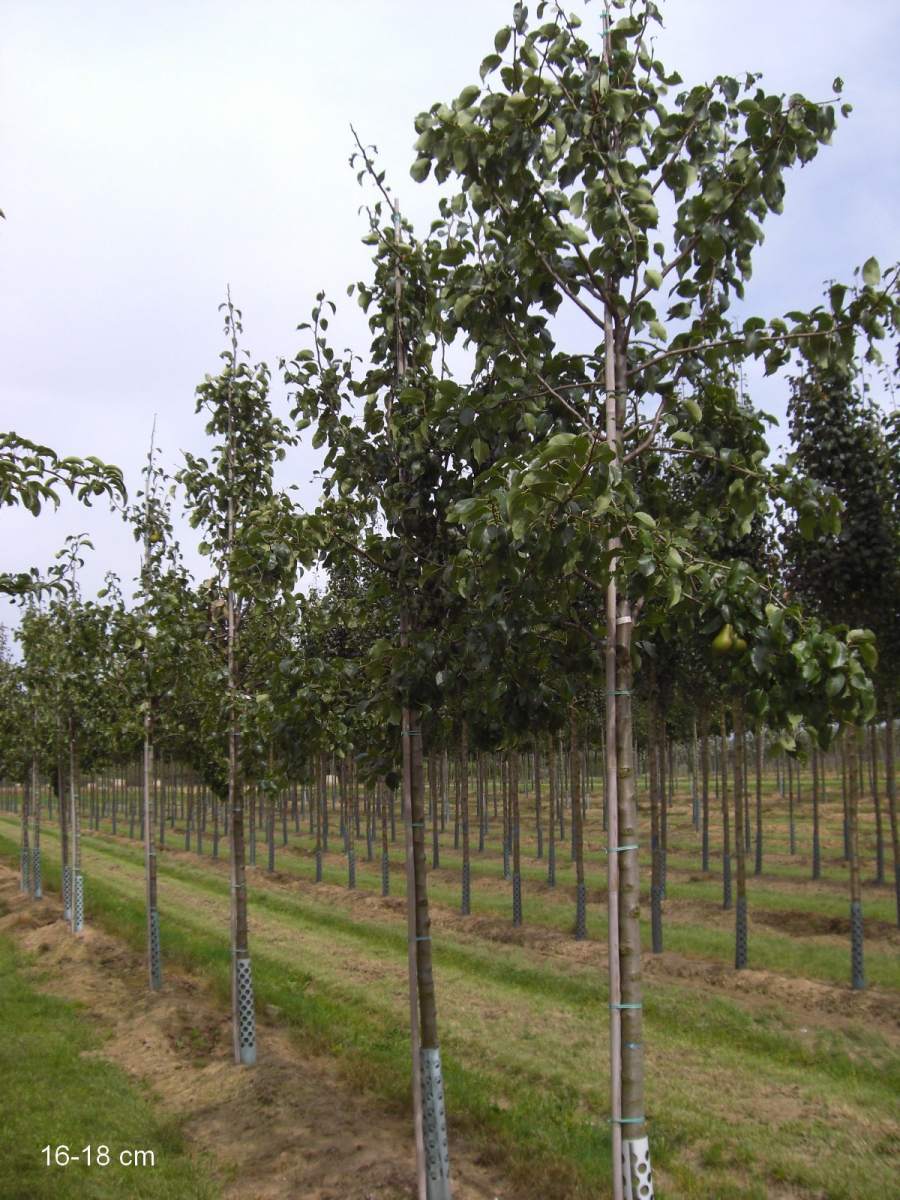 Birne: Boscs Flaschenbirne
