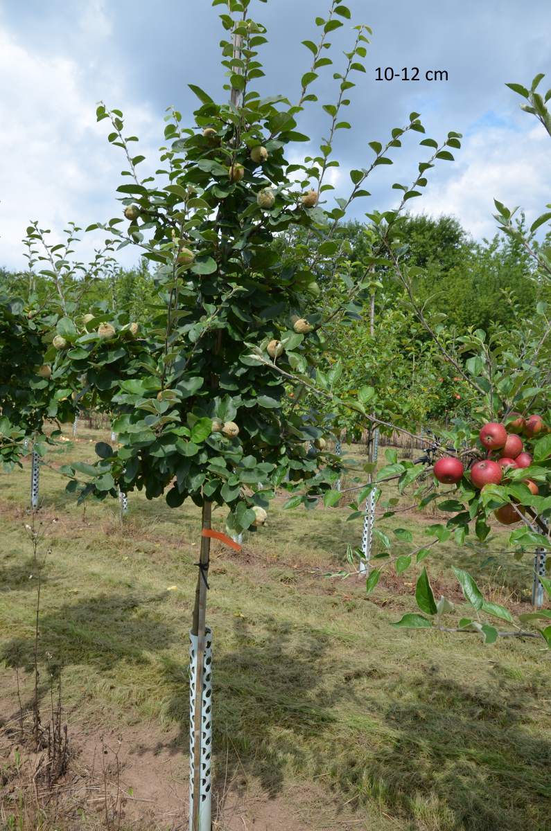 Konstantinopler Apfelquitte großer Baum kaufen