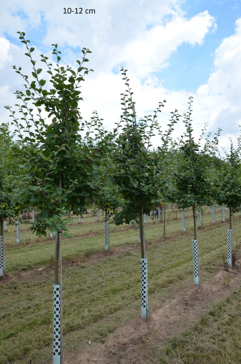 großer kaufen Konstantinopler Baum Apfelquitte