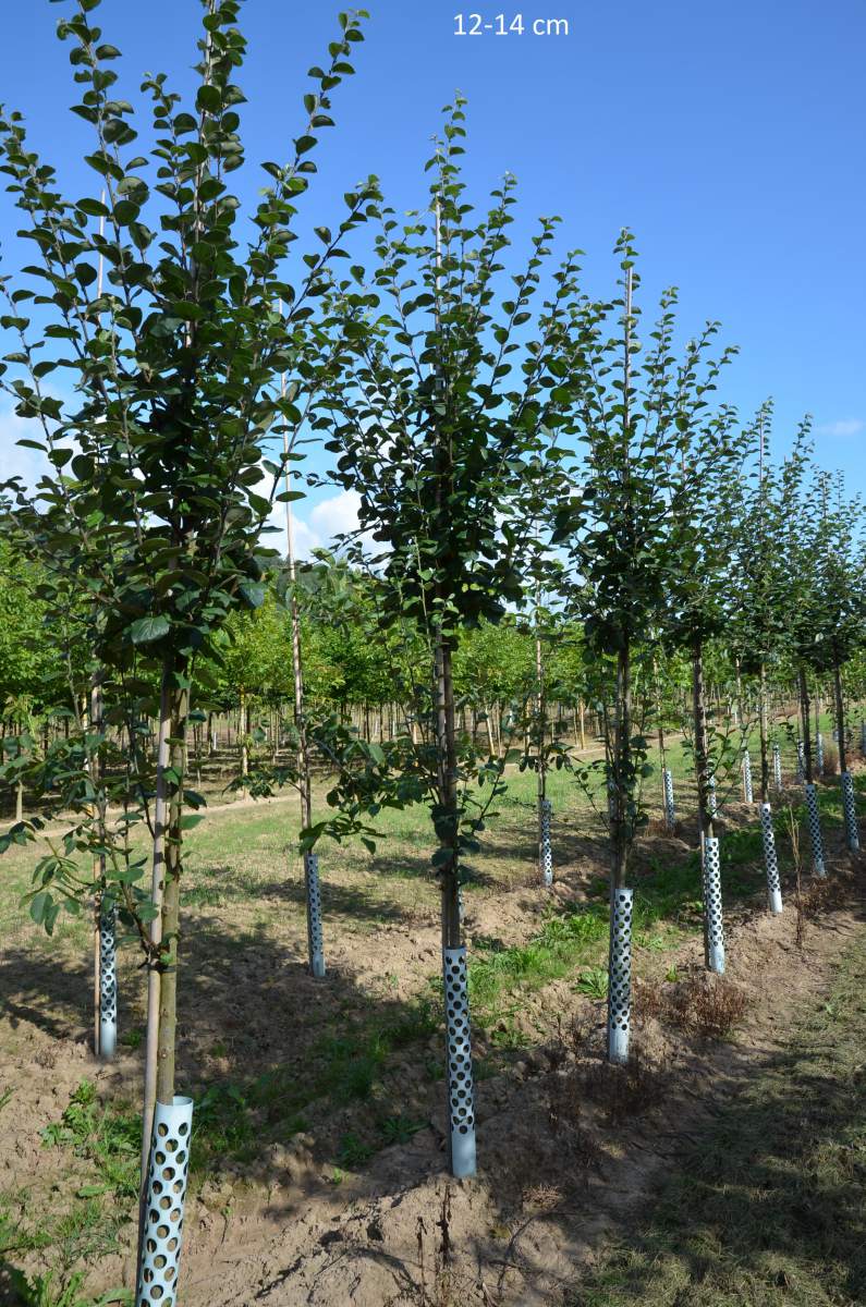 Konstantinopler Apfelquitte großer Baum kaufen