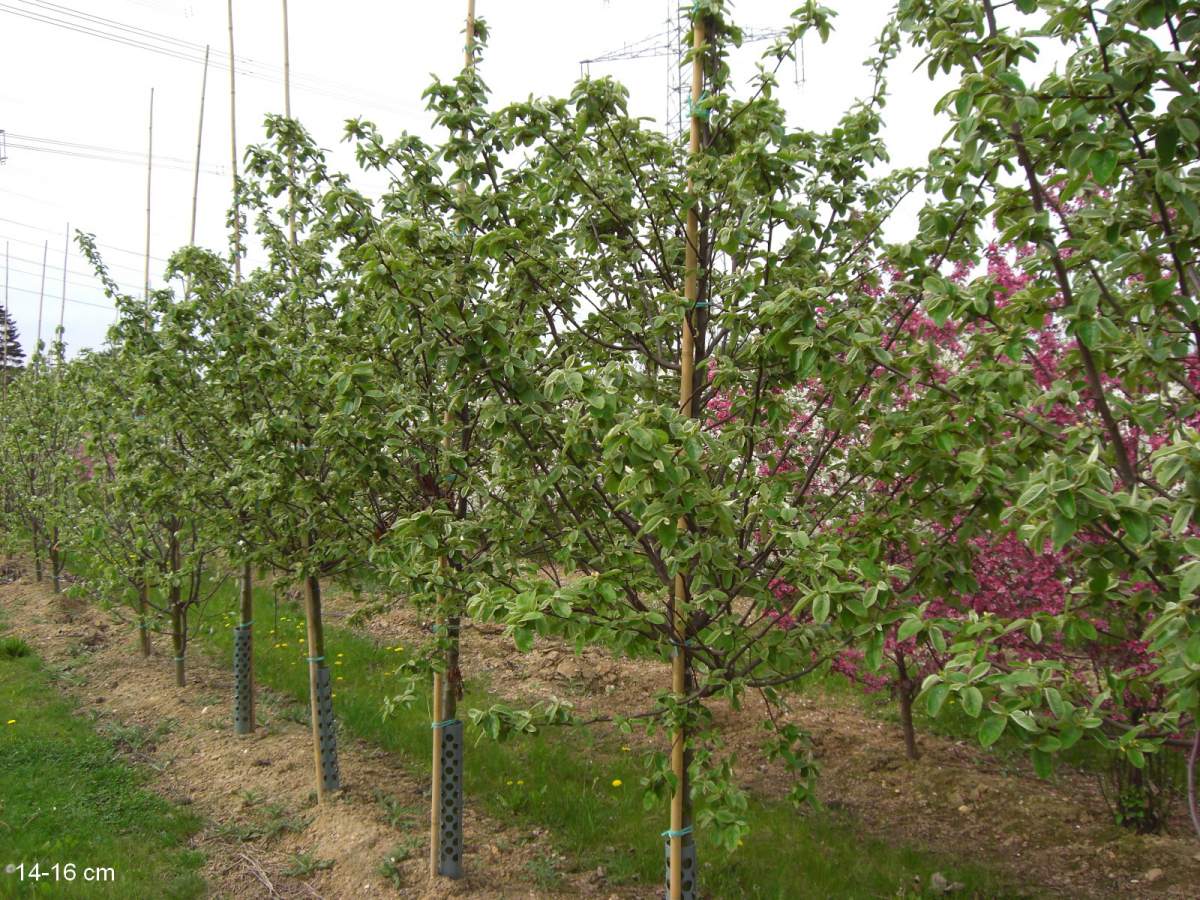 Apfelquitte kaufen großer Baum Konstantinopler