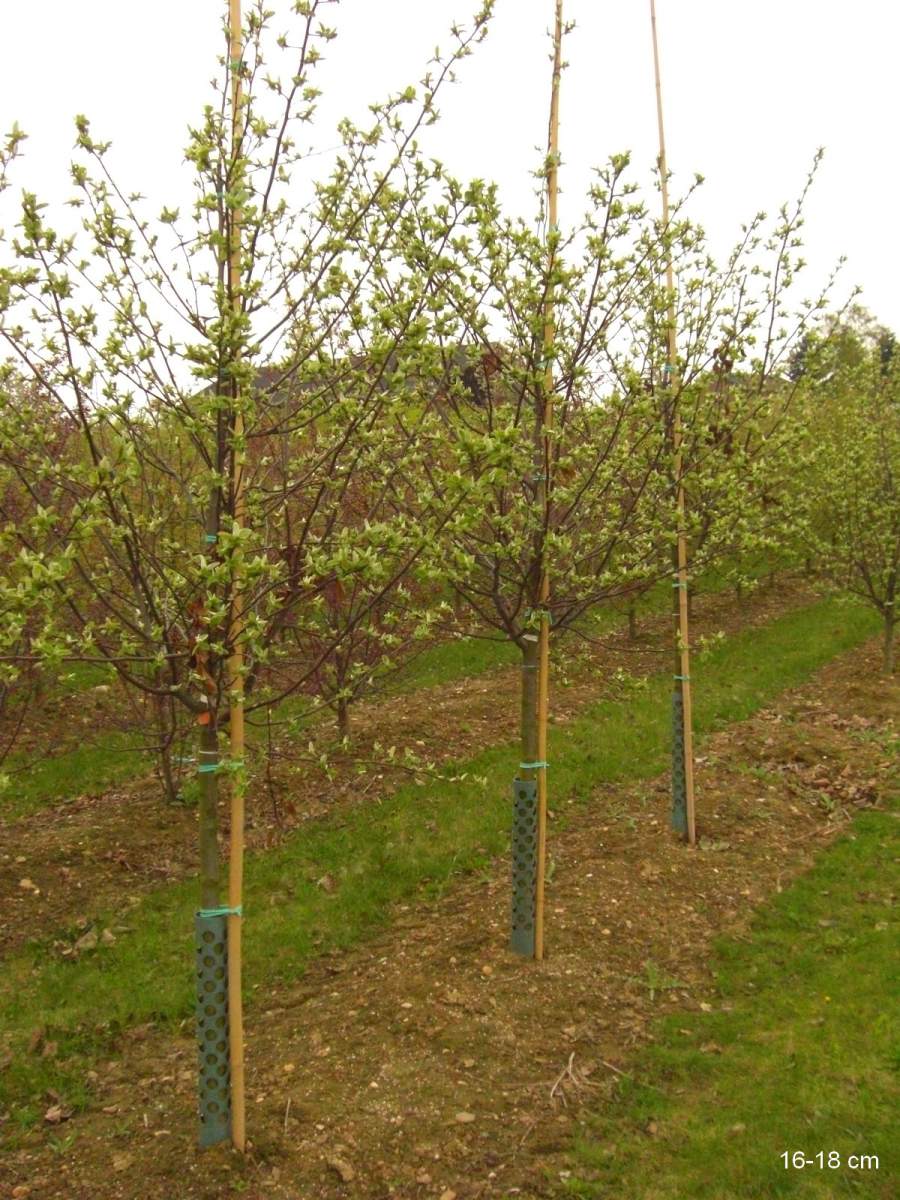 Konstantinopler Apfelquitte großer Baum kaufen