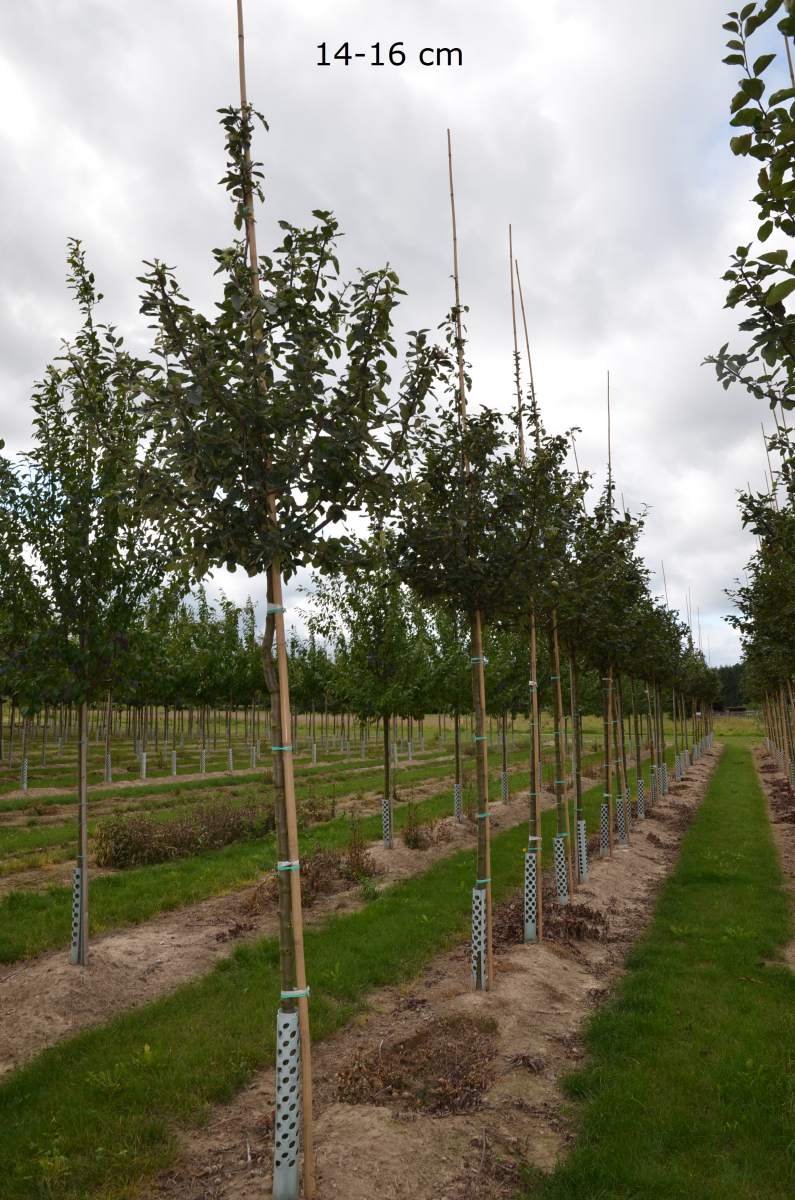 großer kaufen Konstantinopler Apfelquitte Baum