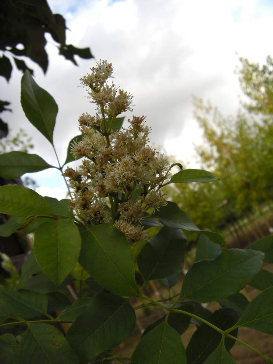 Esche: Säulen-Blumenesche