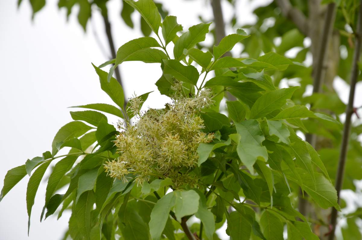 Esche: Säulen-Blumenesche