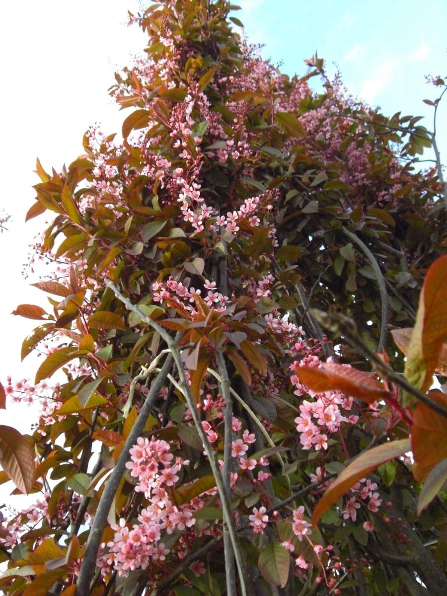 Traubenkirsche: Rosa Traubenkirsche