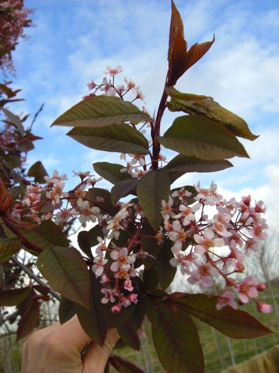 Traubenkirsche: Rosa Traubenkirsche