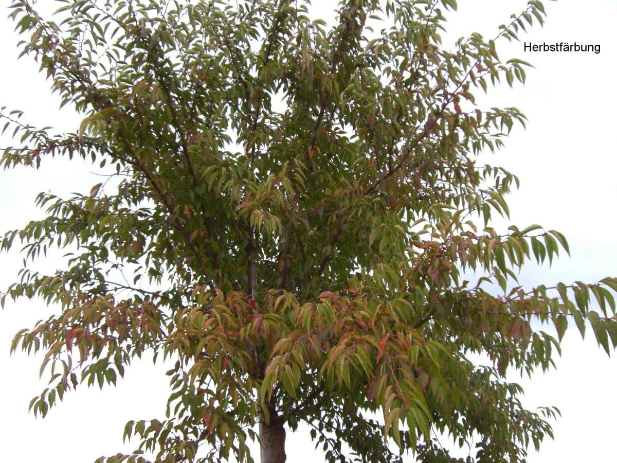Zierkirsche: Herbstblühende Zierkirsche