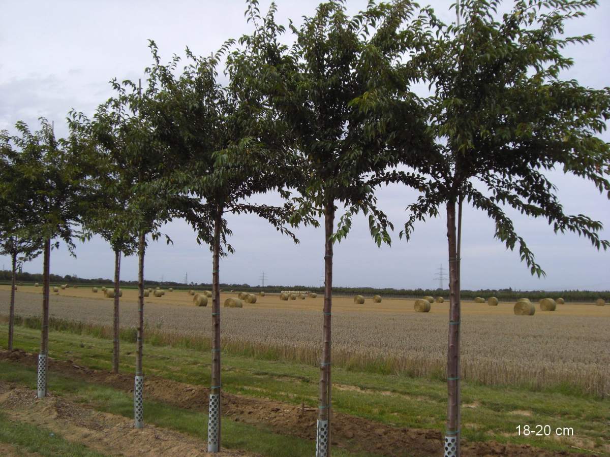 Zierkirsche: Herbstblühende Zierkirsche