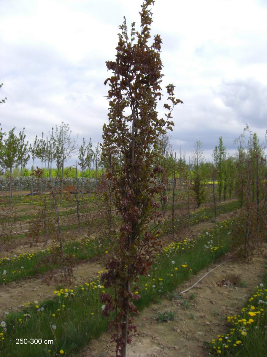 Buche: Purpur-Säulenbuche