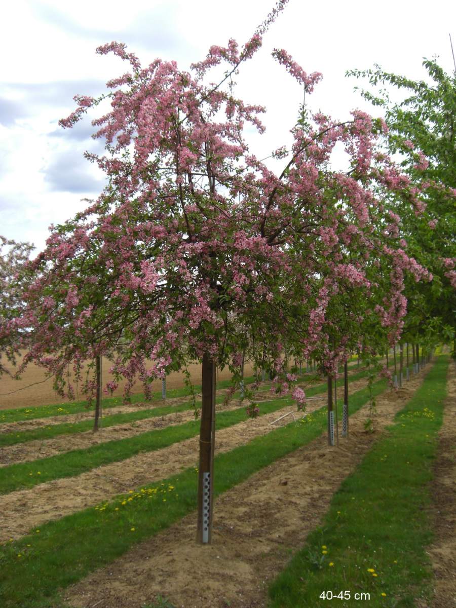 Zierapfel: Zierapfel Floribunda