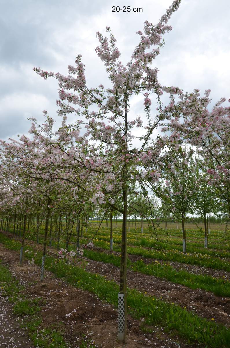 Zierapfel: Zierapfel Floribunda