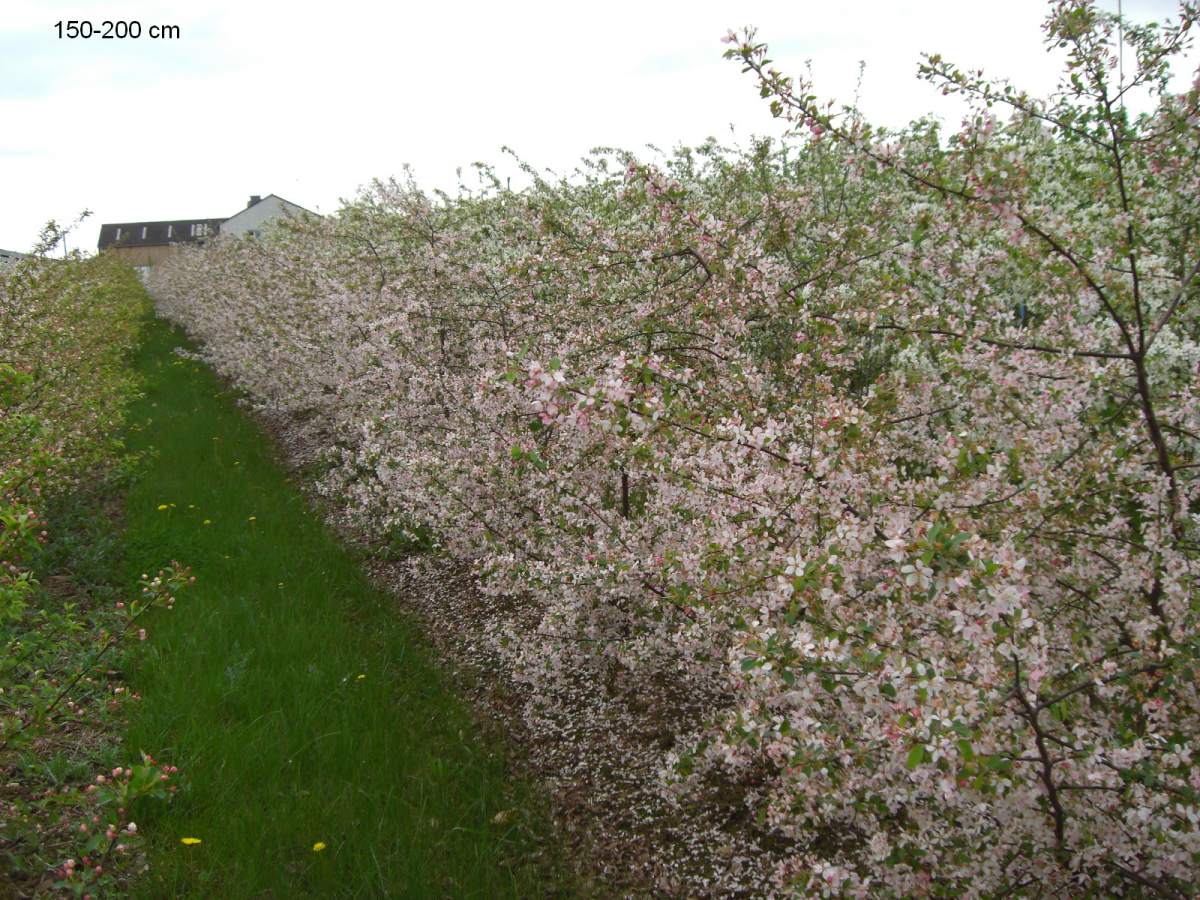 Zierapfel: Zierapfel Floribunda