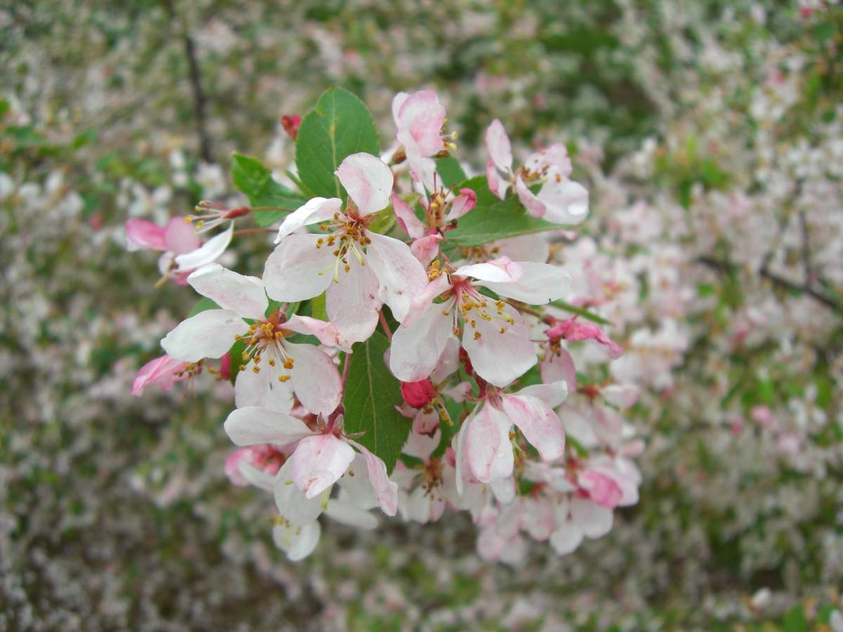 Zierapfel: Zierapfel Floribunda