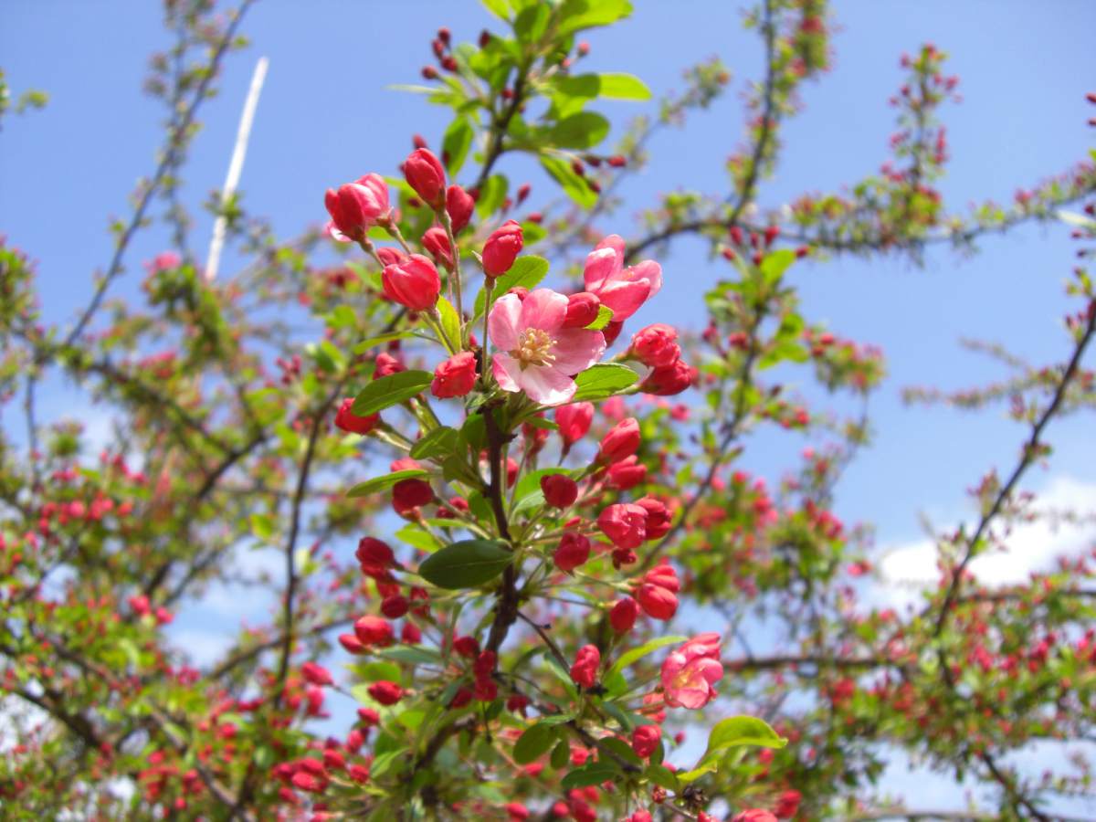 Zierapfel: Zierapfel Floribunda