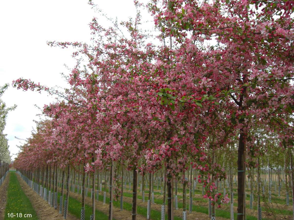 Zierapfel: Zierapfel Floribunda