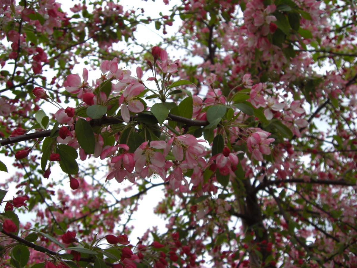 Zierapfel: Zierapfel Floribunda