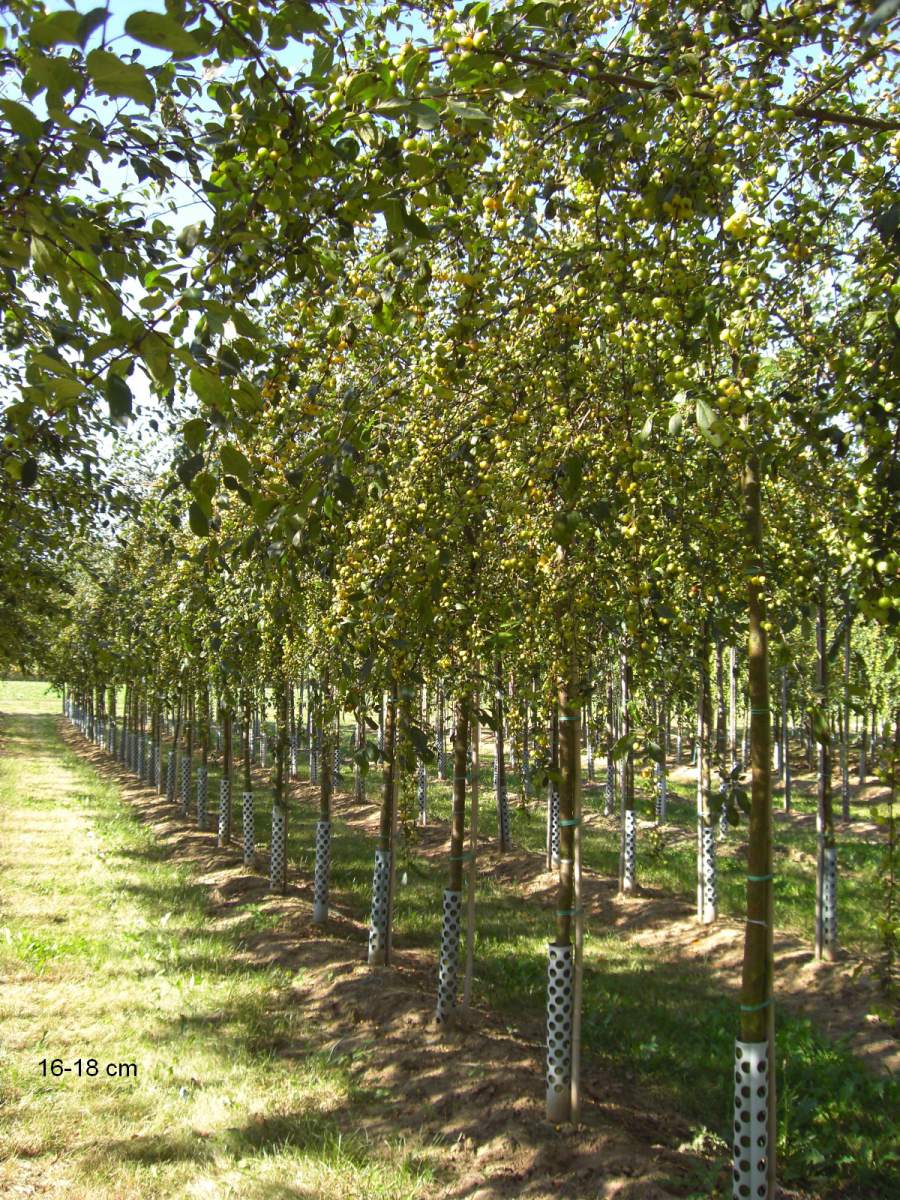 Zierapfel: Zierapfel Floribunda