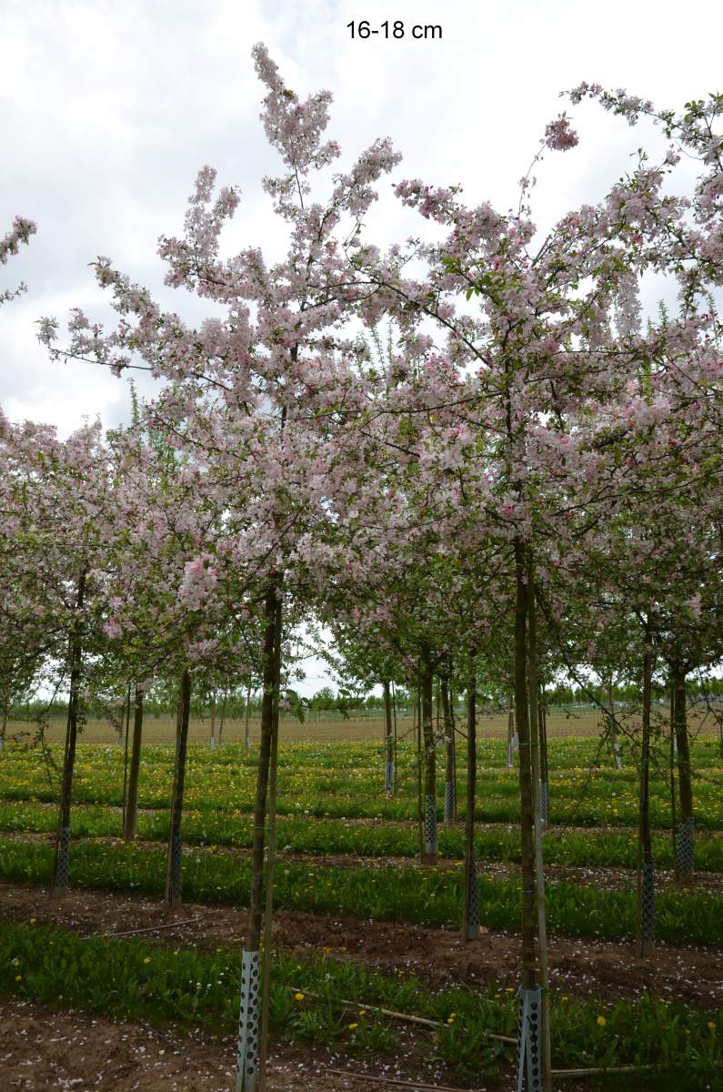 Zierapfel: Zierapfel Floribunda