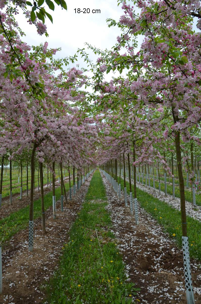 Zierapfel: Zierapfel Floribunda