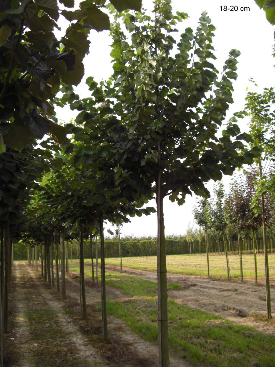 Erwerben Sie hier die amerikanische Linde Tilia americana