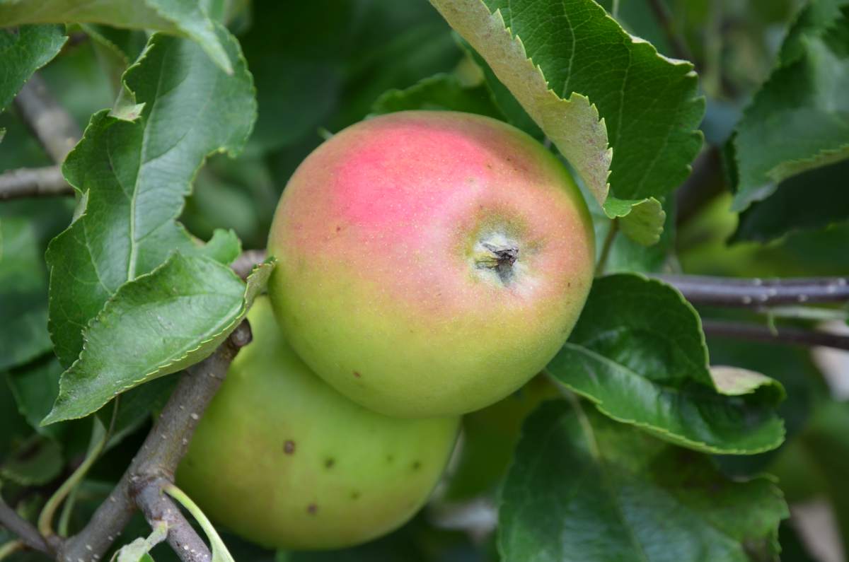 Apfelbaum Jonagold als großen Baum