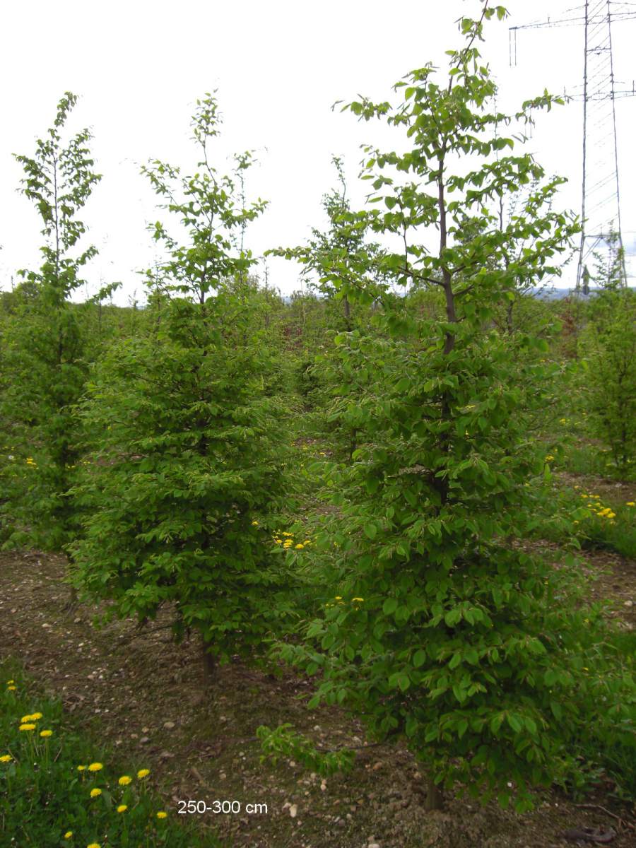 Hainbuche/Weißbuche