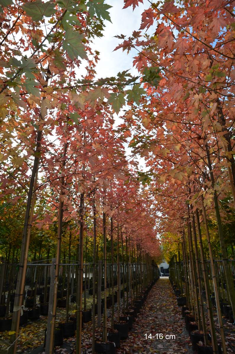 Ahorn: Herbst-Flammen-Ahorn