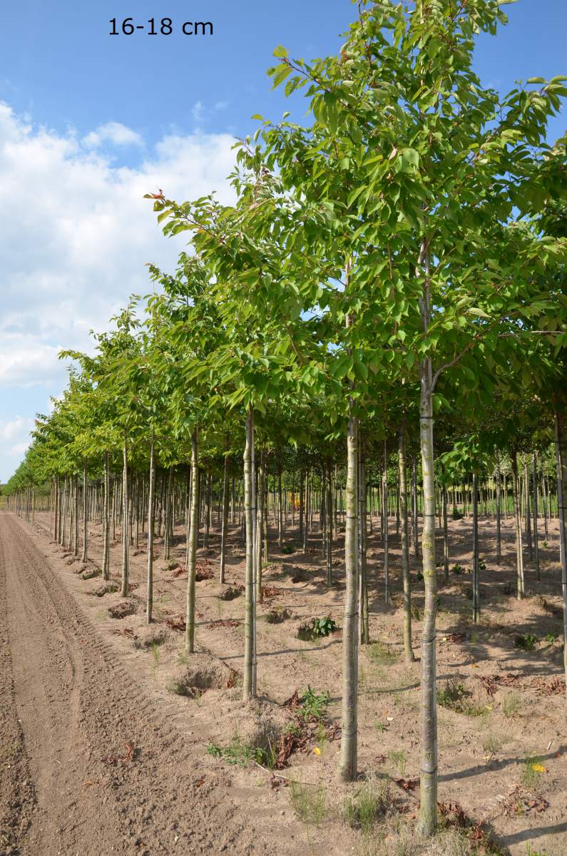 Zierkirsche: Sunset Boulevard