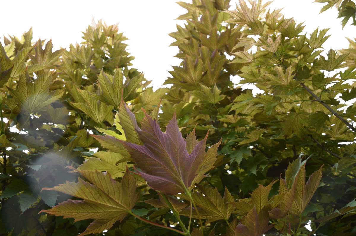 Ahorn: Bergahorn Prinz Handjery