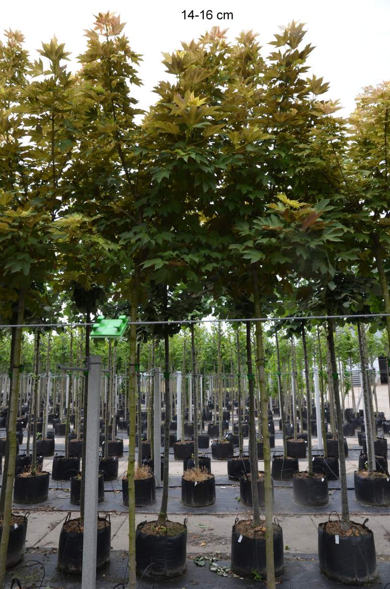 Ahorn: Bergahorn Prinz Handjery