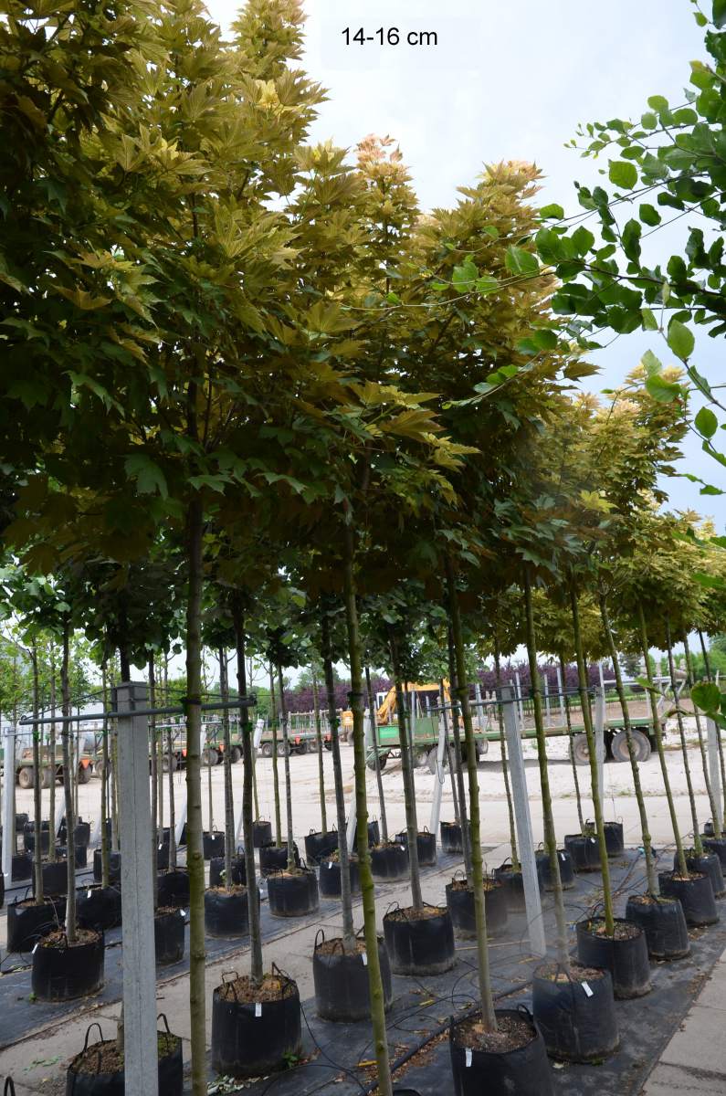 Ahorn: Bergahorn Prinz Handjery