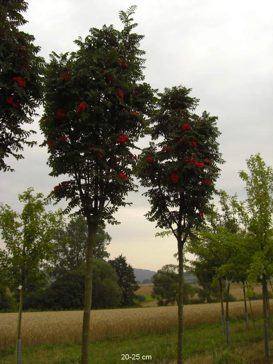 Eberesche: Säulen-Eberesche